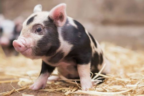 生肖猪11月避坑指南 切忌这4件傻事，以免断送财路