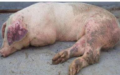 养猪人须知 非洲猪瘟常见症状与精准“拔牙”核心操作