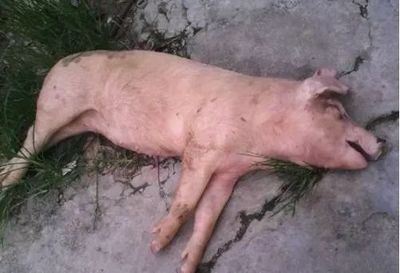 猪只突发无征兆死亡的可能病因分析与防控建议