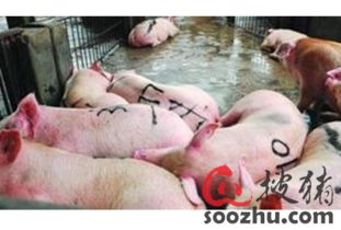 生猪屠宰加工 行业现状、挑战与数字化预警的重要性