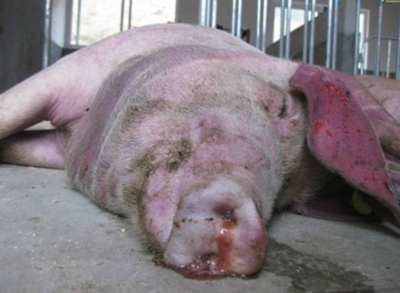 育肥猪皮肤发红？警惕这三大常见疾病