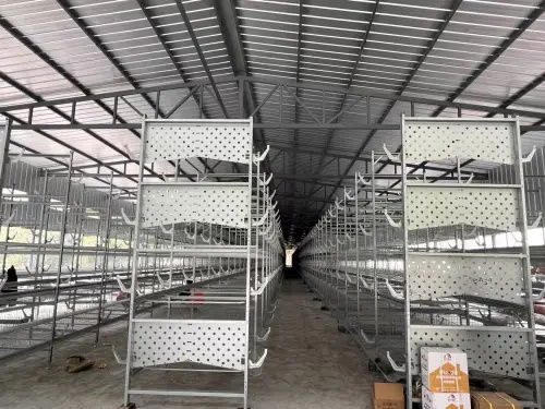 80后大学生返乡创业，蛋鸡养殖年销售额破亿元